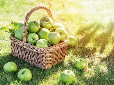 苹果收获。绿肝的篮子里成熟的青苹果