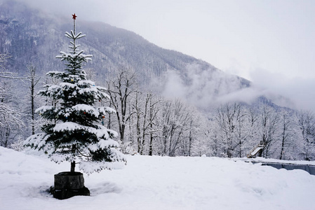 冬天白雪覆盖的森林背景下的圣诞树