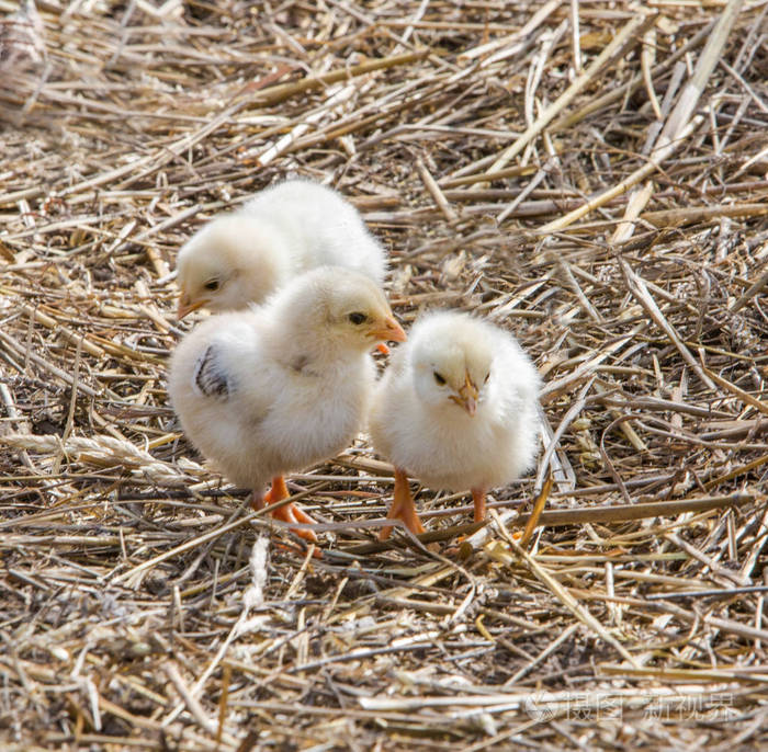 科钦鸡母鸡在干草喂养她的小鸡