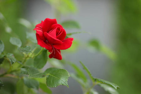 红玫瑰, 情人节的鲜花, 一份礼物, 3月8日的一束红玫瑰, 一个女性的梦, 春天的花朵在植物园里