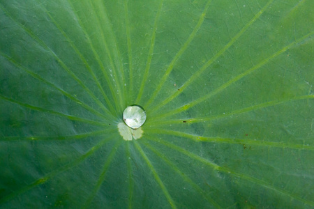 叶上的水滴