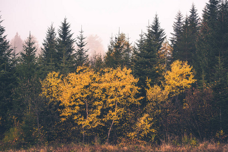 Bieszczady 喀尔巴阡山 Mounta 的荒野中的秋季林地