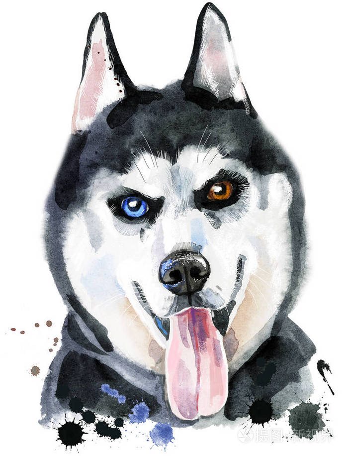 哈士奇的水彩肖像