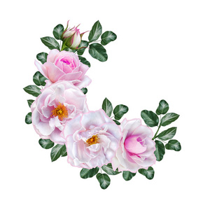微妙的粉红色玫瑰 芽 绿色的叶子的花花环。圆的形式。所以在白色背景上