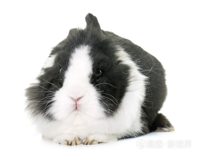 侏儒兔在工作室