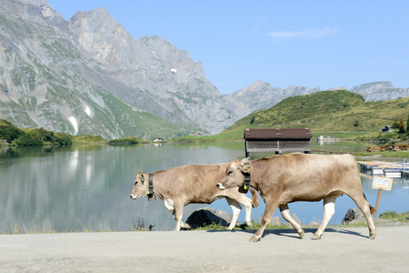 群牛走在前面湖 Truebsee