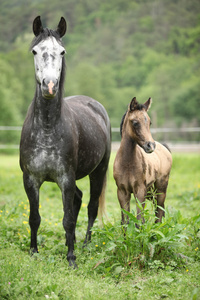 其小马驹上牧草与美丽母马
