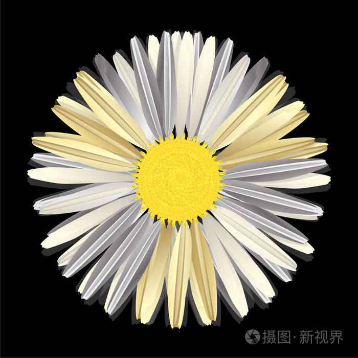 美丽洋甘菊花孤立矢量图eps10