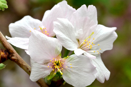 樱花，日本著名花