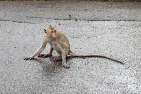 长尾巴猴子图片
