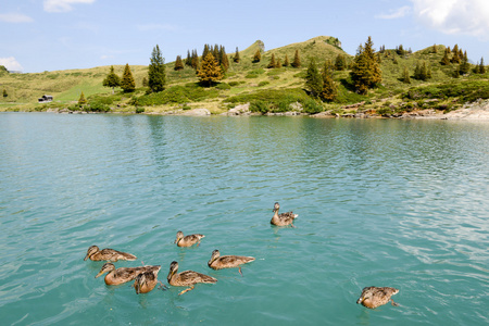 在英格堡湖 Truebsee