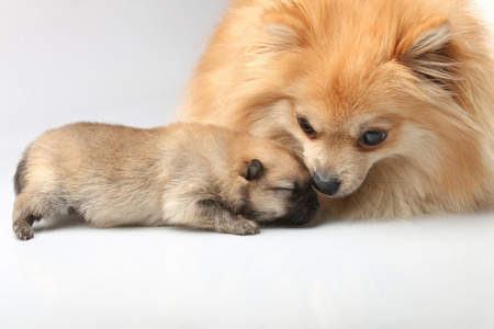 与小狗的妈妈斯皮茨美丽的母亲和儿子躺在地板上与他们的狗, 看着相机