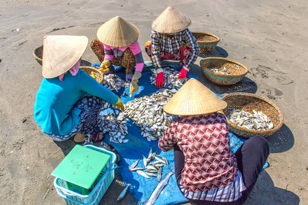 头越南 妇女在海滩上对鱼进行分类和销售, 越南头顿地区