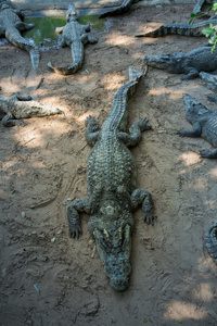 鳄鱼泰国亚洲的肖像