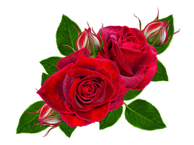 花组成。美丽的红玫瑰和绿色叶芽。白色背景上孤立