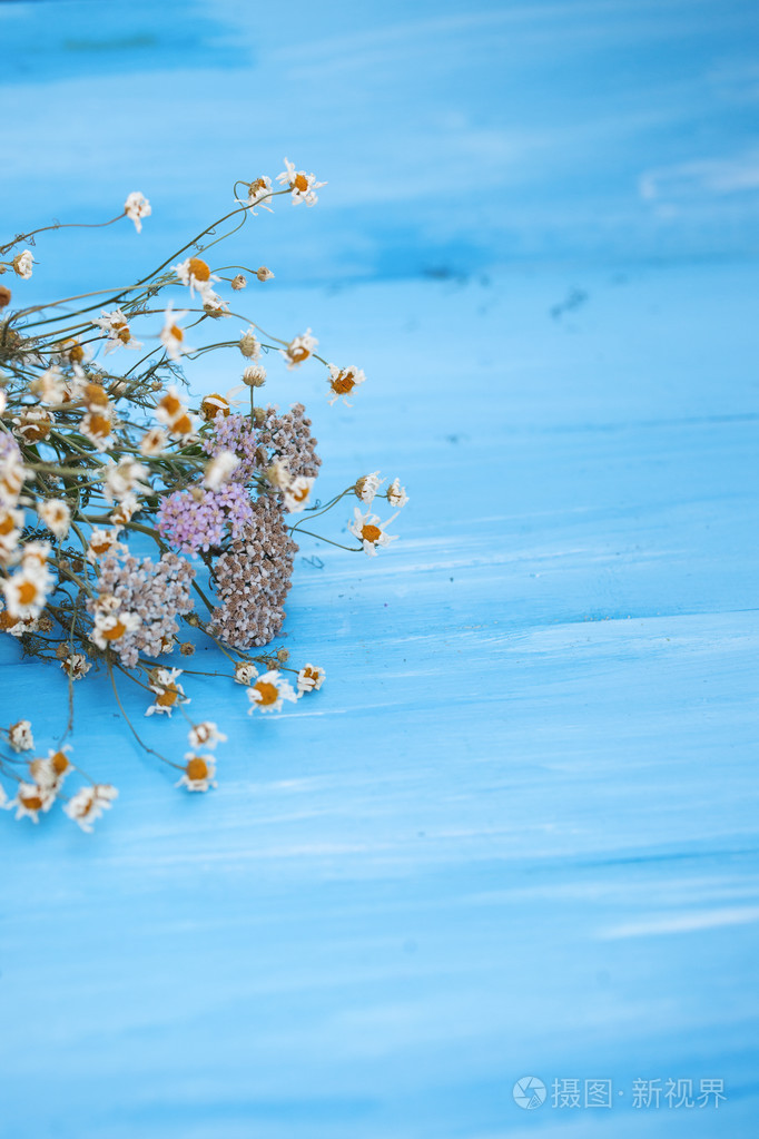 干洋甘菊花照片-正版商用图片0en56j-摄图新视界