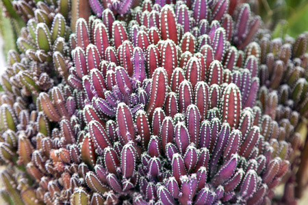 混合紫红色仙人掌植物图片