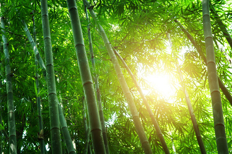 春天的竹林图片