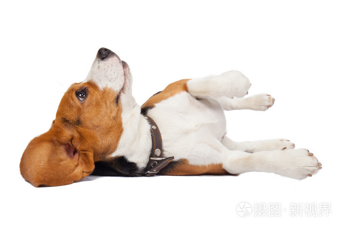 在白色背景上比格犬照片 正版商用图片0enbd8 摄图新视界