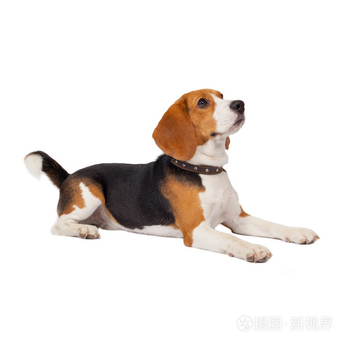 在白色背景上比格犬照片 正版商用图片0enbdf 摄图新视界