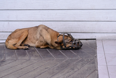 被阉割被阉割的狗睡在水泥地上,很不舒服的自由照片