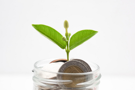 为投资概念植物生长出硬币存钱