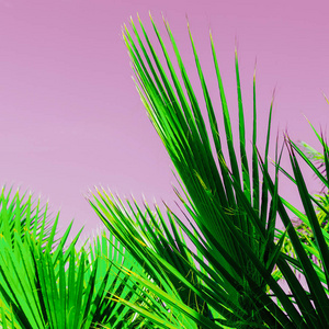 棕榈树叶在粉红色。极小的热带艺术