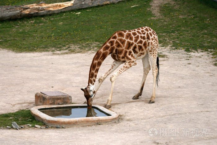 喝水在动物园里的长颈鹿