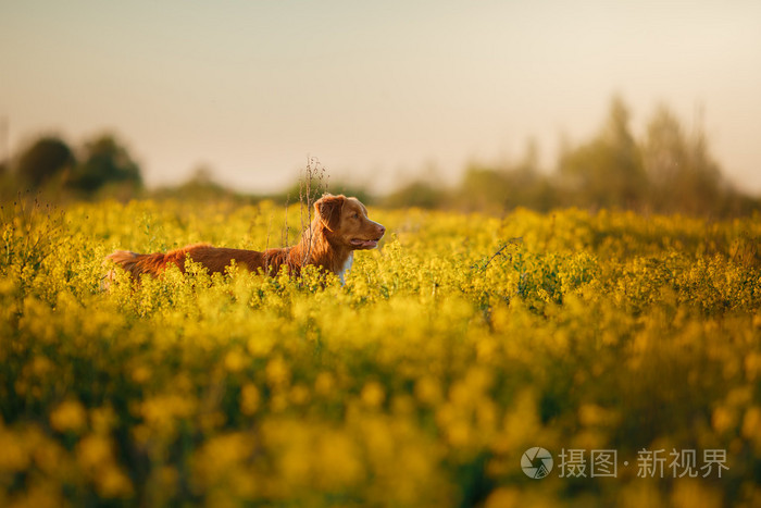 狗新斯科舍省鸭寻回犬走