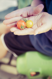 孩子收获新鲜生物番茄