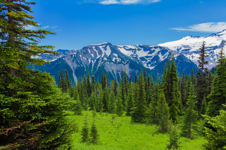 夏季徒步旅行在雷尼尔山国家公园与视图的 Mt.Rainier