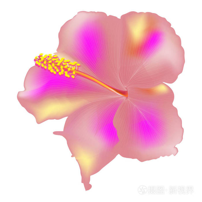 美丽的芙蓉花 矢量图 Eps 10插画 正版商用图片0enpvi 摄图新视界