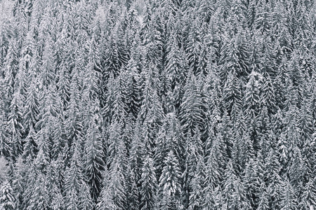 白雪皑皑的丛林的鸟瞰图