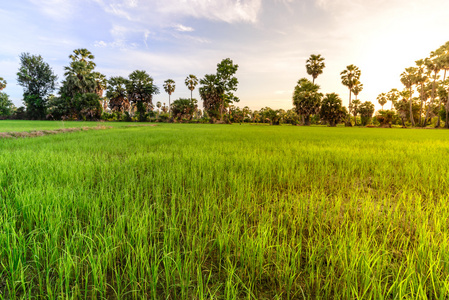 早上，碧武里泰国棕榈树背景稻田