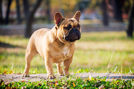 可爱的法国斗牛犬