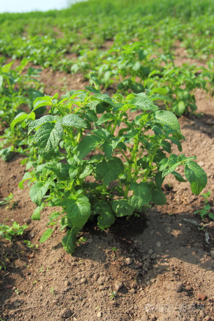 马铃薯植物生长