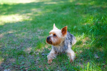 约克夏犬躺在草的阴影