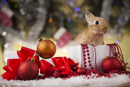 小兔子在圣诞节背景图片