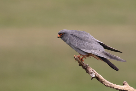 红脚隼，falco vespertinus