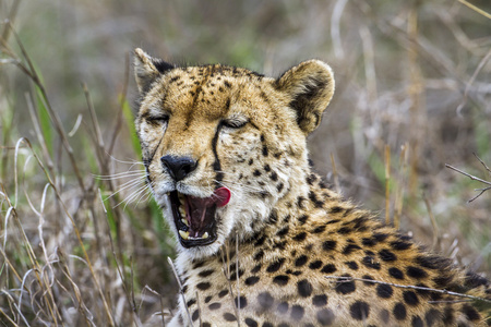 猎豹在南非克鲁格国家公园
