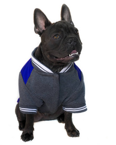 吉祥物类型肖像, 全身的蓝色法国斗牛犬身着大学高中运动装备, 在一个白色的孤立背景, 抬头眼睛看 sidewards, 在夹克上