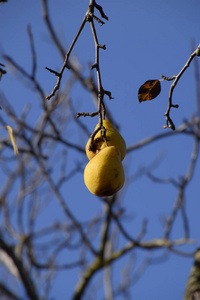 梨的两个果实挂在树枝上。11月果子