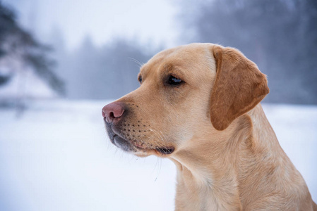 金黄猎犬在冬天山图片