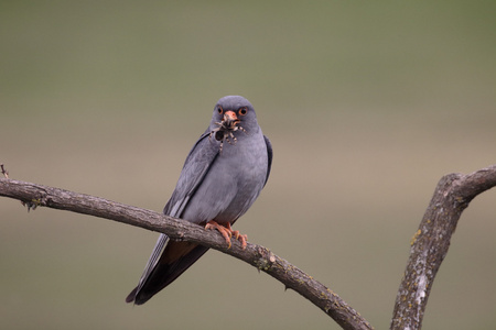 红脚隼，falco vespertinus