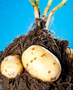 年轻的马铃薯块茎中土照片