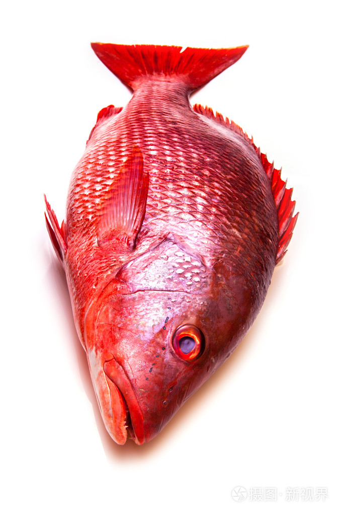 红鲷鱼鱼白色工作室背景上孤立