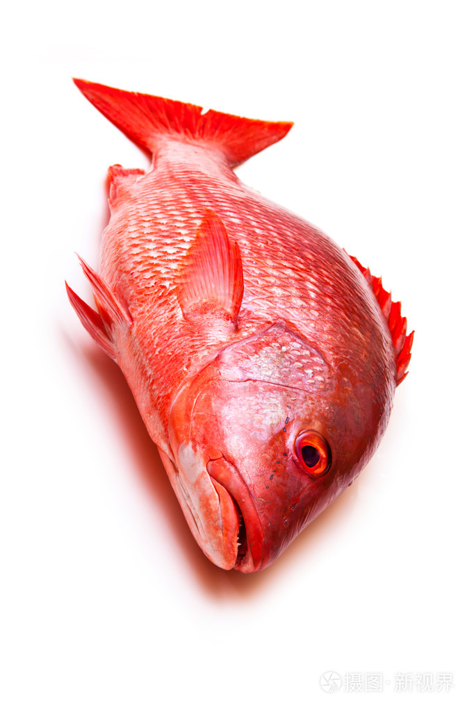 红鲷鱼鱼白色工作室背景上孤立