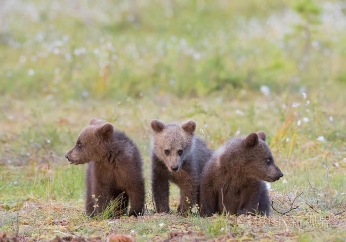 三个棕色的熊小熊坐在草地上照片-正版商用图片0eo7iq-摄图新视界