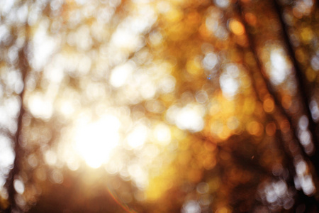 美丽的太阳耀斑对秋叶