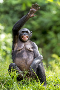草地上的雌性倭黑猩猩。